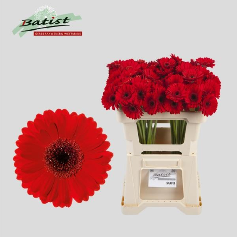 Germini Rosie, 50 cm, Pachet (20 buc.)